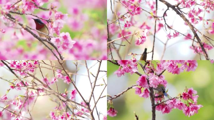 叉尾太阳鸟与樱花