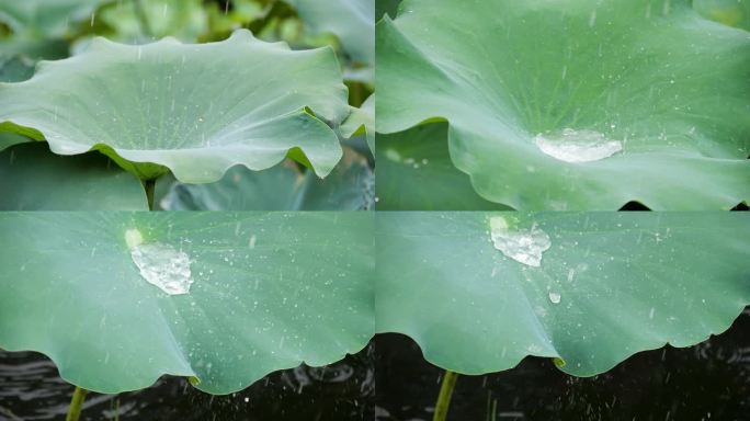 荷叶雨水雨露