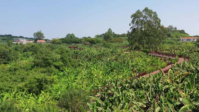 漳州万里香蕉海芗城区林语堂文化园