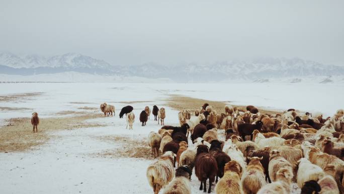 冬季雪地里的羊群
