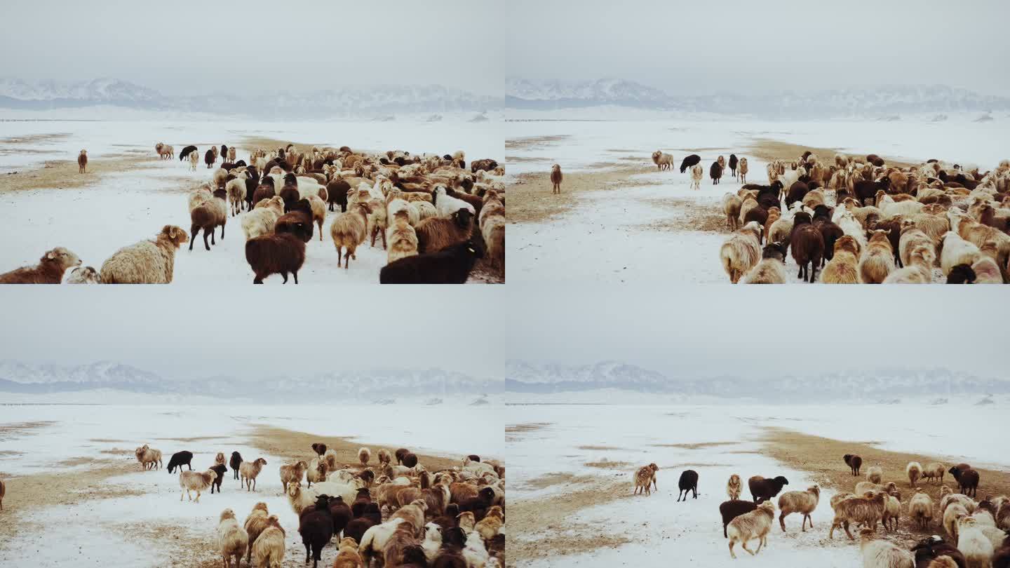 冬季雪地里的羊群