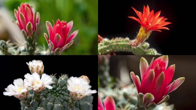 热带植物仙人球花开延时合集