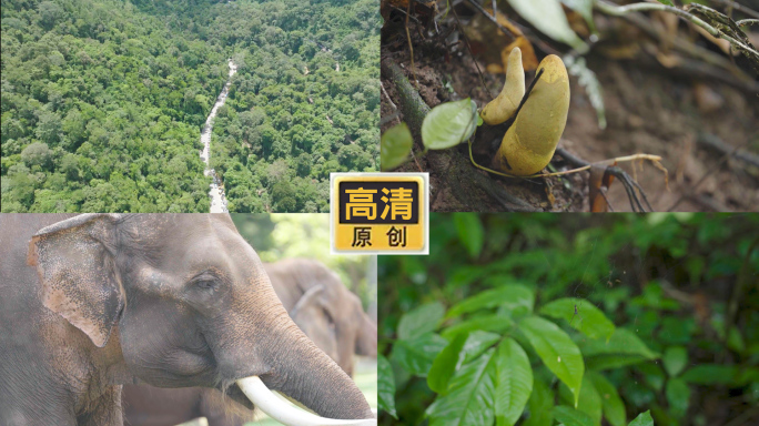 西双版纳亚洲象 热带雨林高清航拍