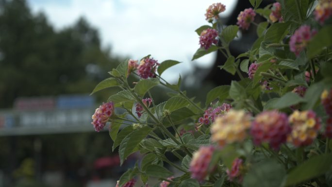 花朵 路边野花 空镜头 虚化背景