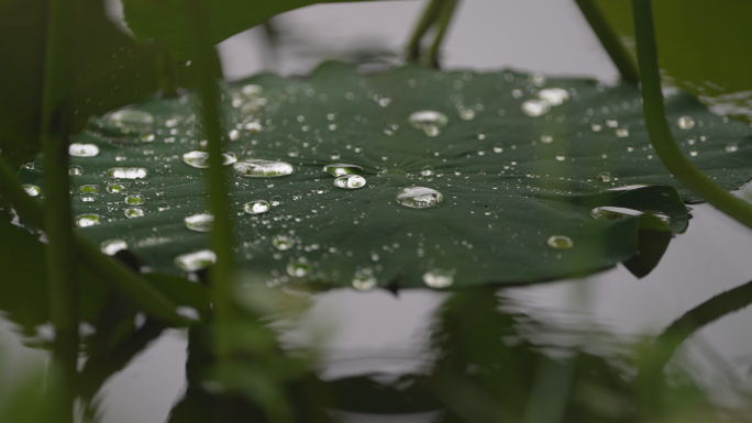 4K原创  下雨天的荷塘，荷叶上水珠灵动