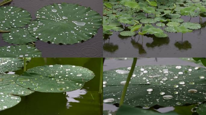 4K原创  下雨天的荷塘，荷叶上水珠灵动