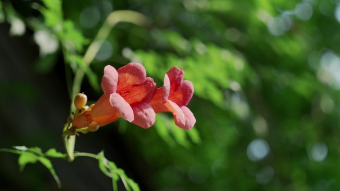 4K阳光明媚蜜蜂凌霄花