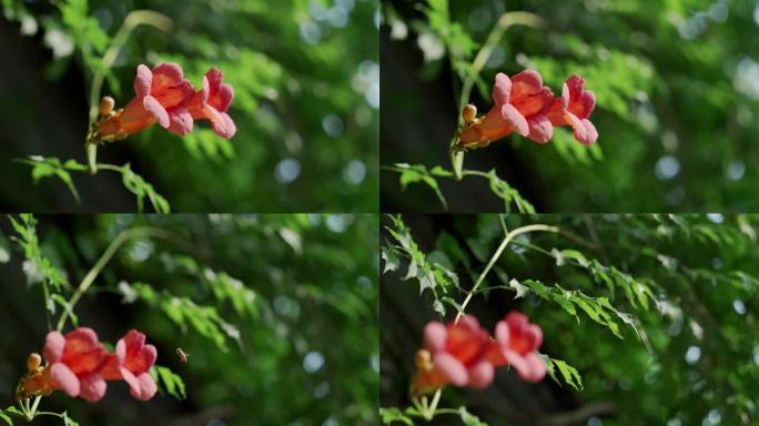 4K阳光明媚蜜蜂凌霄花