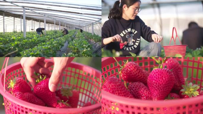 农家大棚摘草莓 草莓采摘大棚种植C024