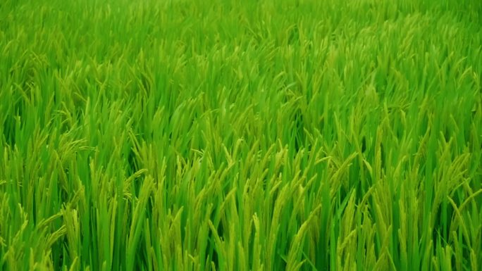 雨中的稻穗水稻特写阳光雨露水珠田野