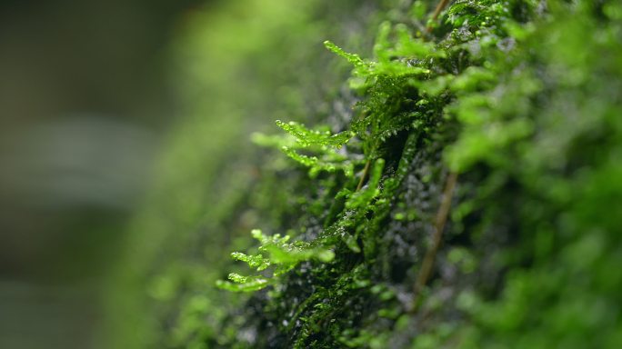 大自然 山野 细雨 苔藓 3