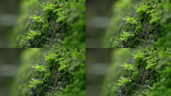 大自然 山野 细雨 苔藓 3