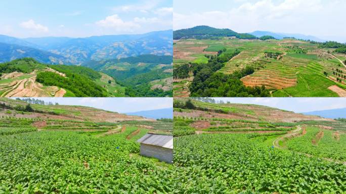 烟叶种植基地大山深处田地里烤烟航拍