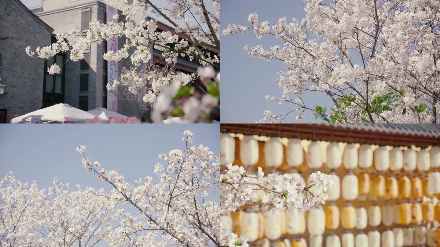台州古城樱花