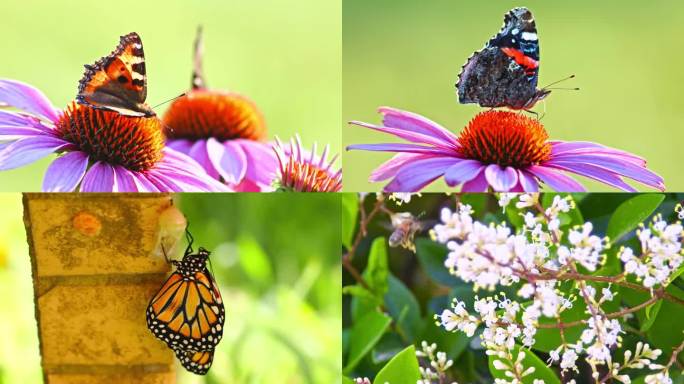 蝴蝶蜜蜂微距镜头慢镜头