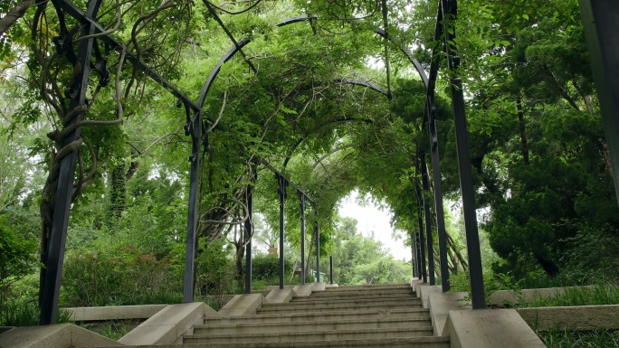 公园的树荫长廊
