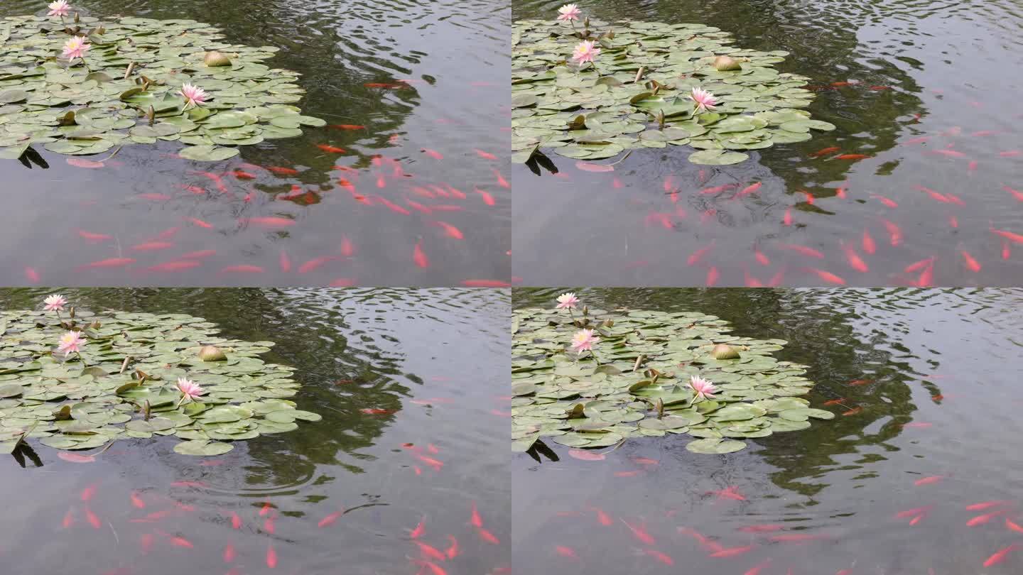 池塘 锦鲤 睡莲
