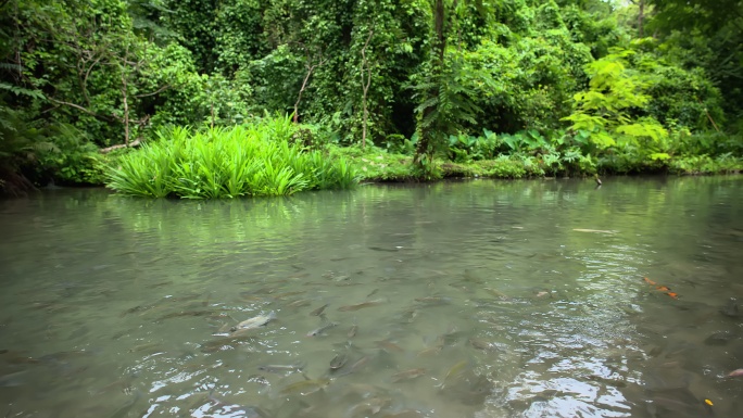 8K植物湖水鱼空镜