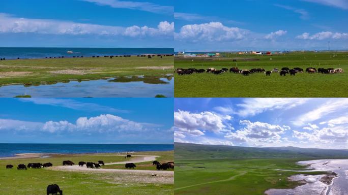 青海湖牧场的牛群羊群