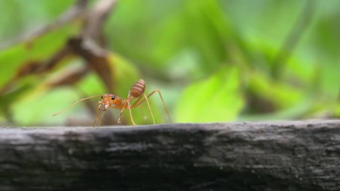 8K蚂蚁黄猄蚁空镜