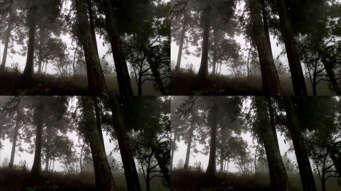 树林大雾 迷雾森林