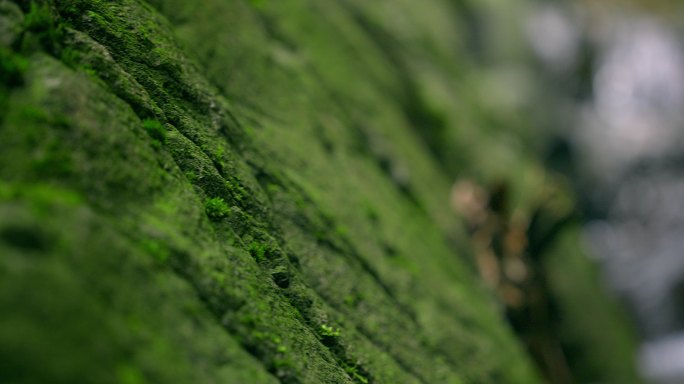 大自然  春天 瀑布 山泉 苔藓 2