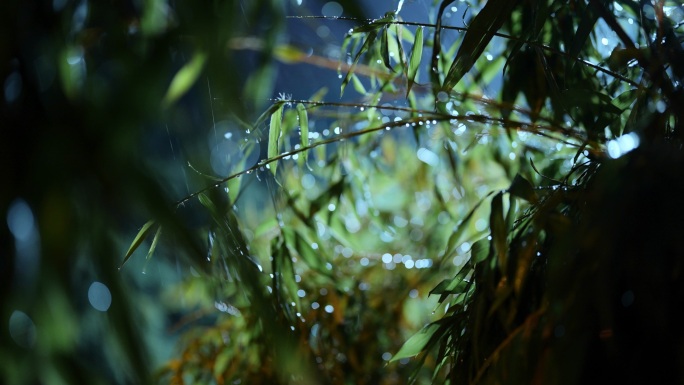 4K雨中的竹叶