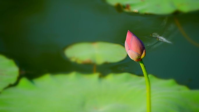 荷花 莲花 莲蓬 莲籽