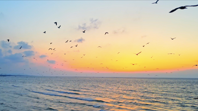 4K大海海鸥飞翔航拍清晨海上养殖日出海滩