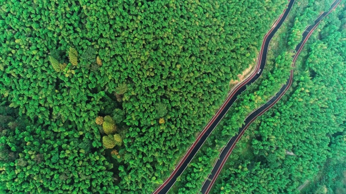 山间树林小道