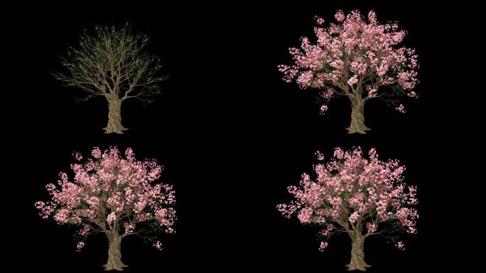 桃花树开花-带透明通道