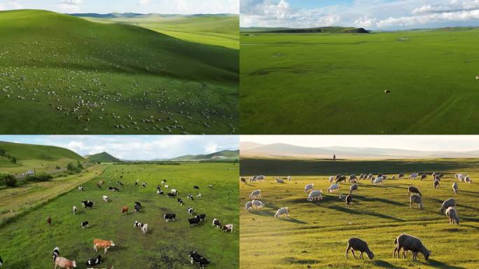 草原牛羊放牧航拍+地面素材