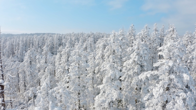 瓦屋山唯美壮观雪后森林