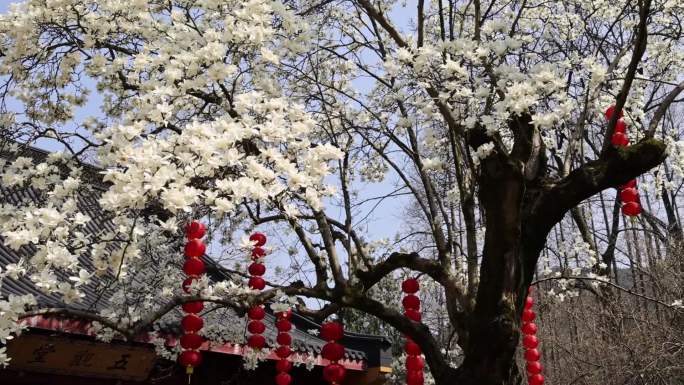 中国杭州法喜寺白玉兰 花开满枝头