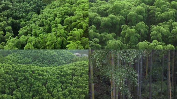 湖州安吉江南竹海竹山竹林竹子