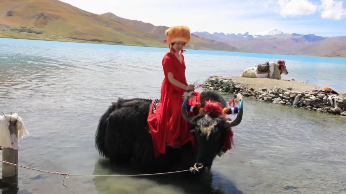 独自在西藏旅行的女人 坐着牦牛
