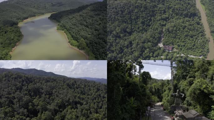 勐腊县热带雨林
