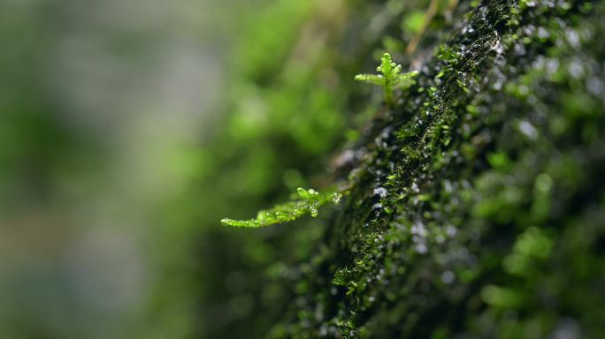 大自然 山野 细雨 苔藓