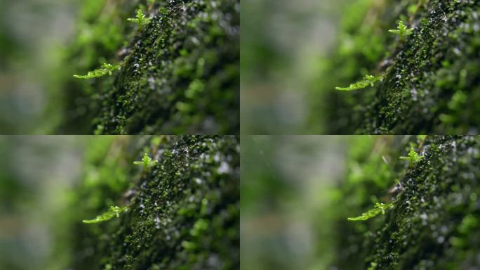 大自然 山野 细雨 苔藓