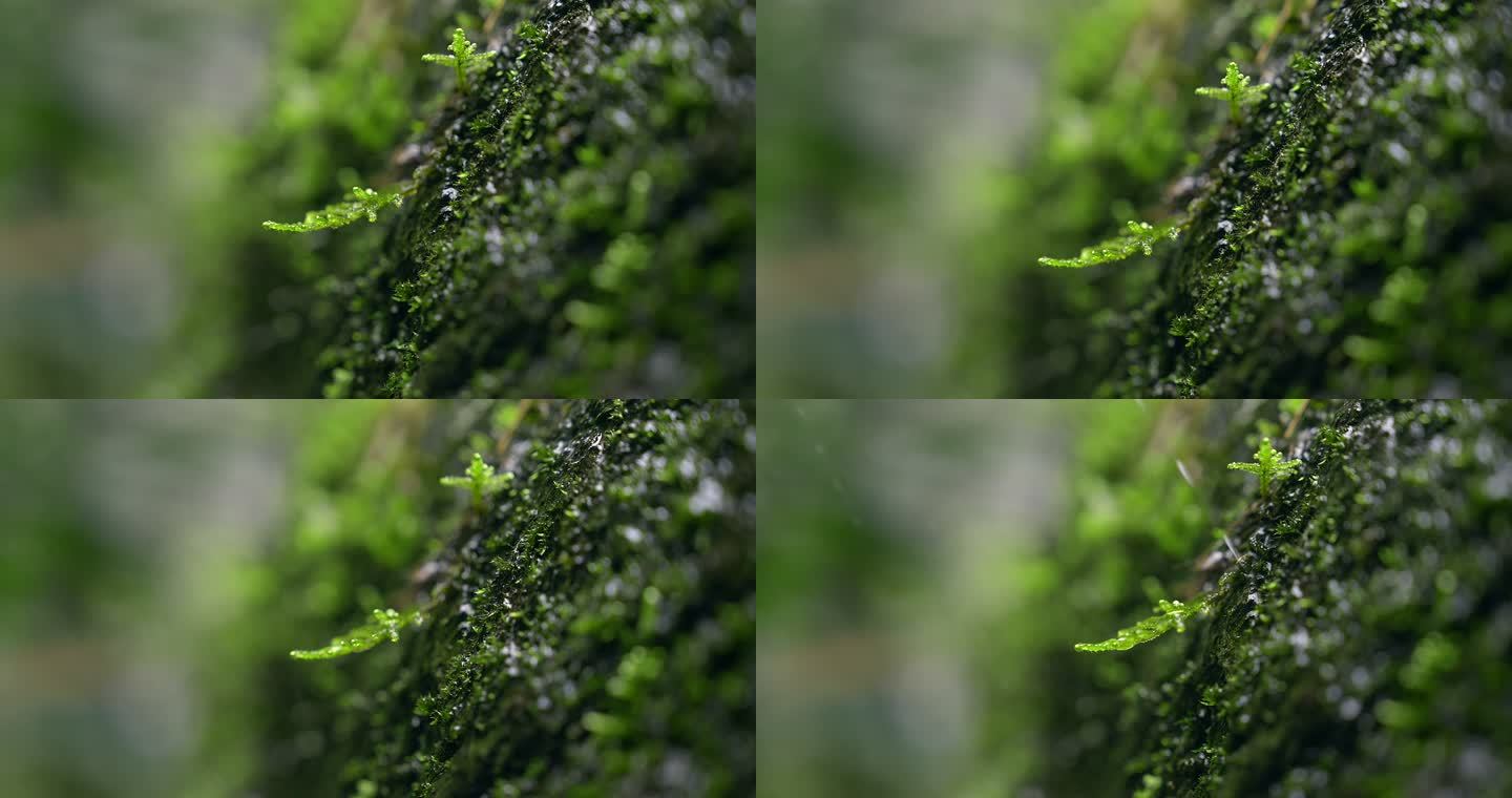 大自然 山野 细雨 苔藓