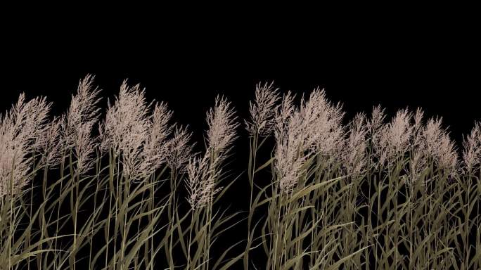 芦苇