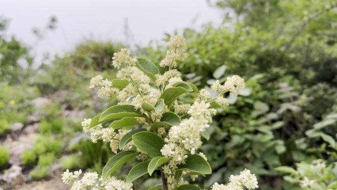 山上的白檀植物根茎叶花朵