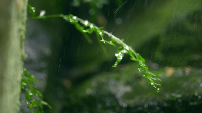 大自然  细雨 小树苗 雨滴 4