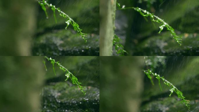 大自然  细雨 小树苗 雨滴 4