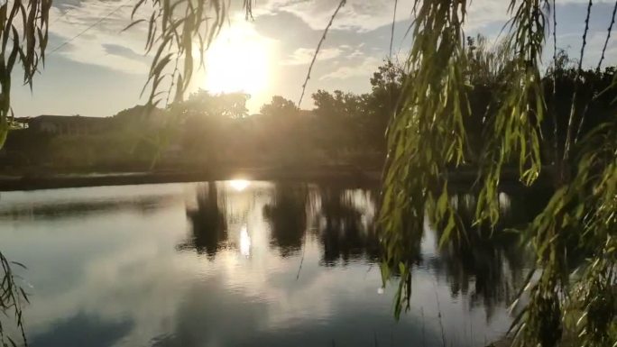 学校湖面 夕阳 黄昏 杨柳