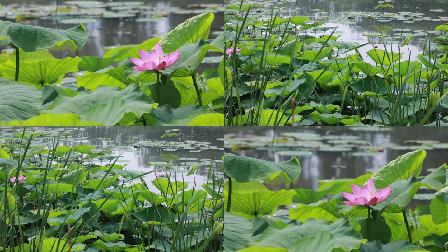 4K夏季池塘荷花独放