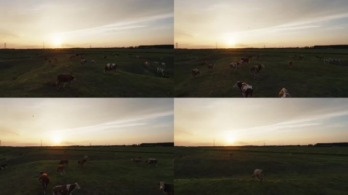 航拍夕阳下草原牧场牛群