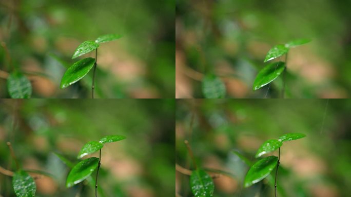 大自然  细雨 小树苗 雨滴 2