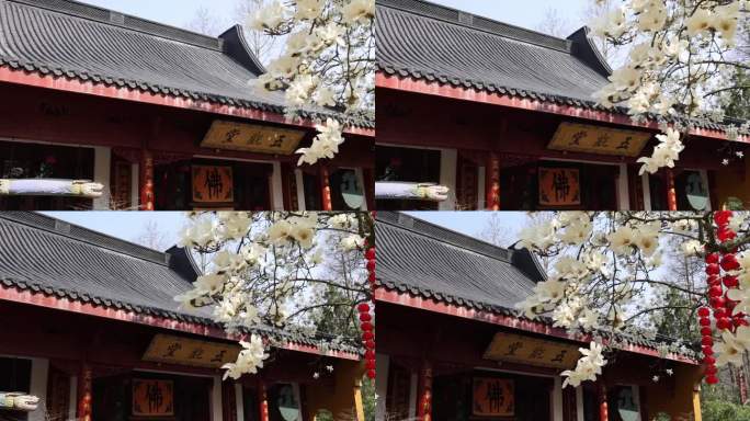 中国杭州法喜寺白玉兰 花开满枝头