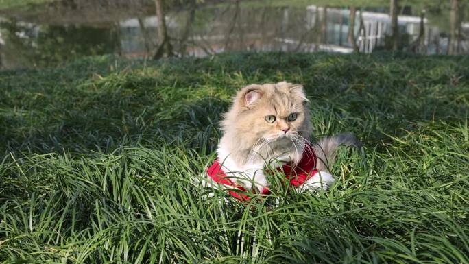 绿色草地上的猫 金吉拉